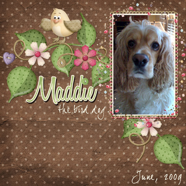 Maddie - The Bird Dog