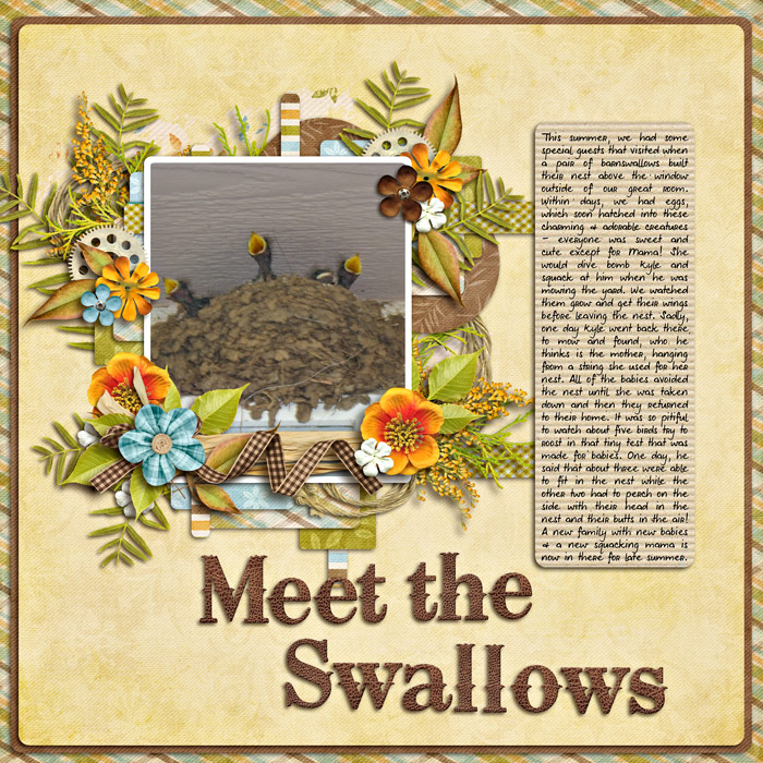 Meet the Swallows
