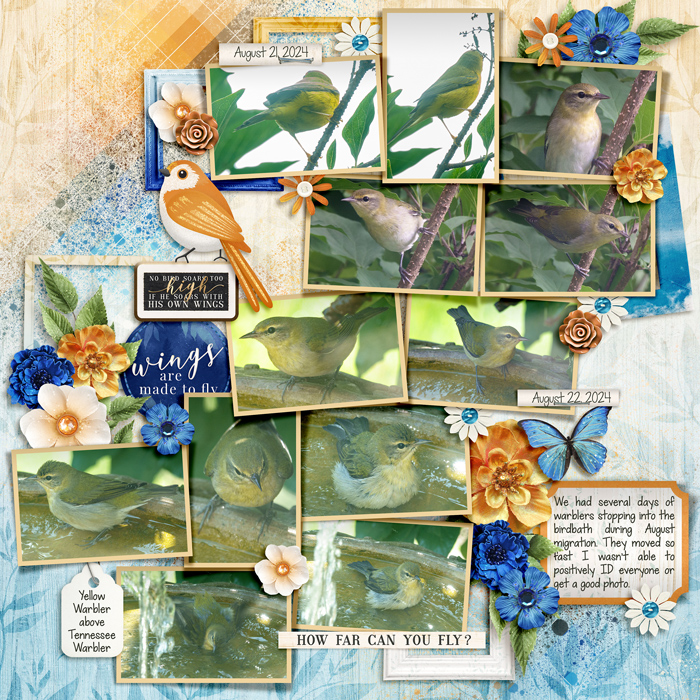 migrating warblers