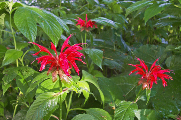 monarda "normal" shot