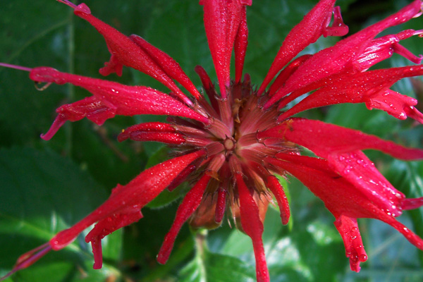 Monarda  overhead  and upclose shot