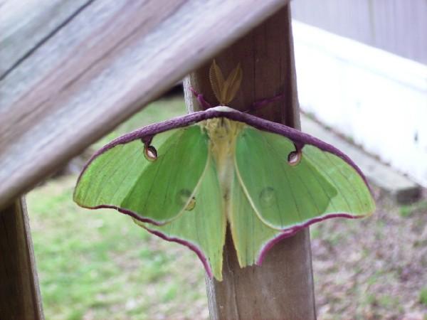 Moth #15
