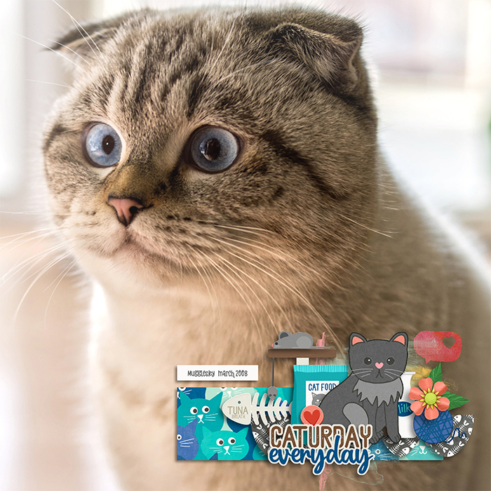 Mugglesky the Cat