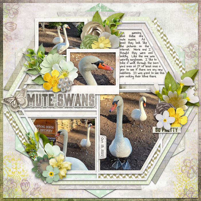 Mute Swans