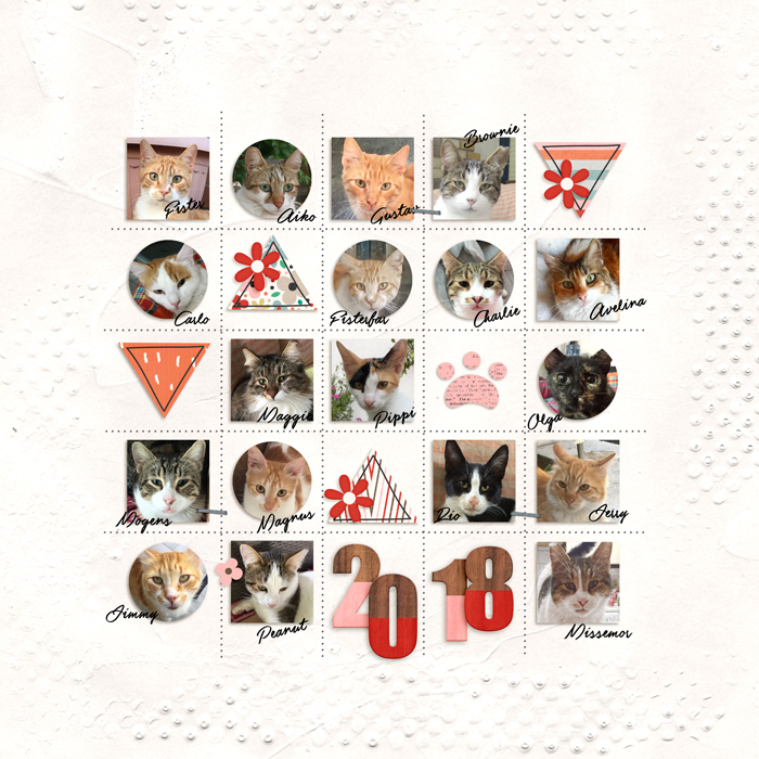 My Cat Family