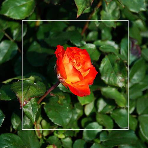 My Orange Rose