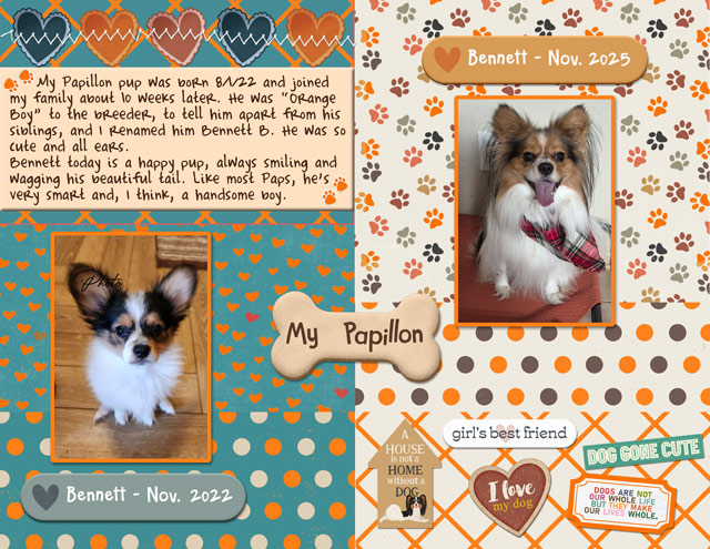 My Papillon