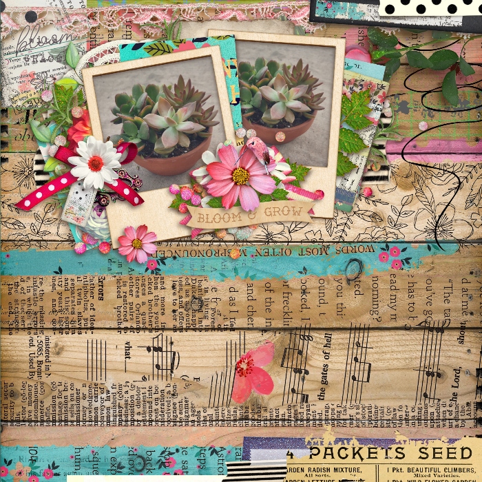 My plants