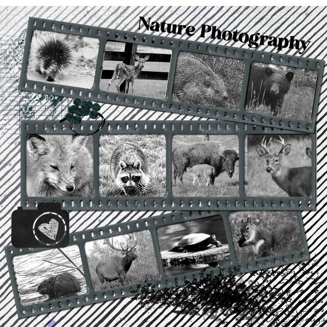 Nature Photography