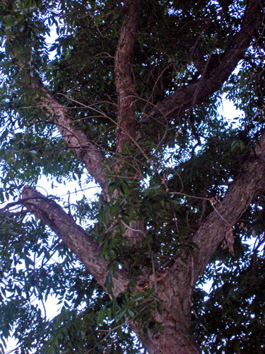 Nature Picture