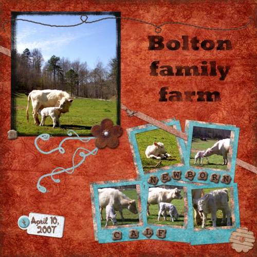 Newborn Calf