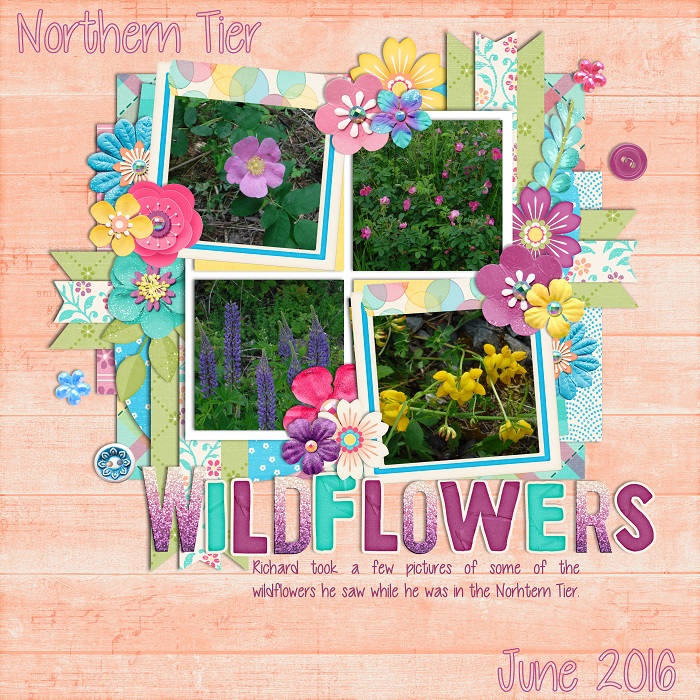 Northern Tier Wildflowers 2