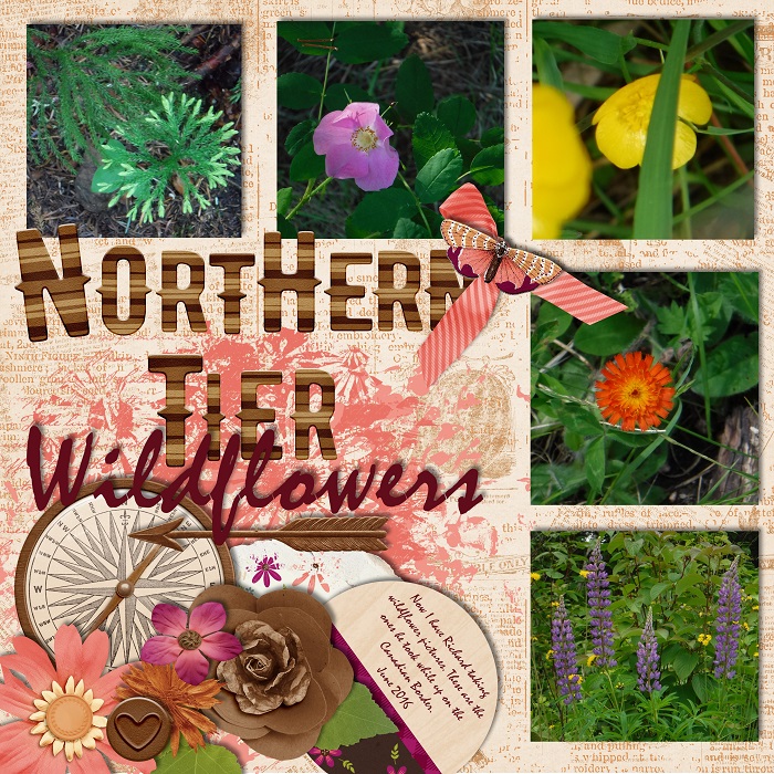 Northern Tier Wildflowers