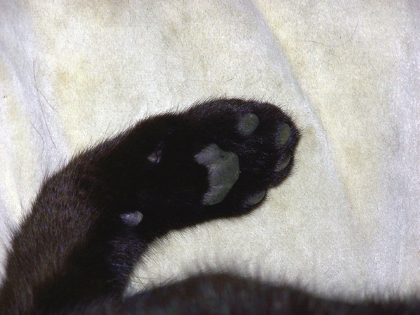 Nubie's Paw