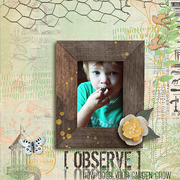 Observe