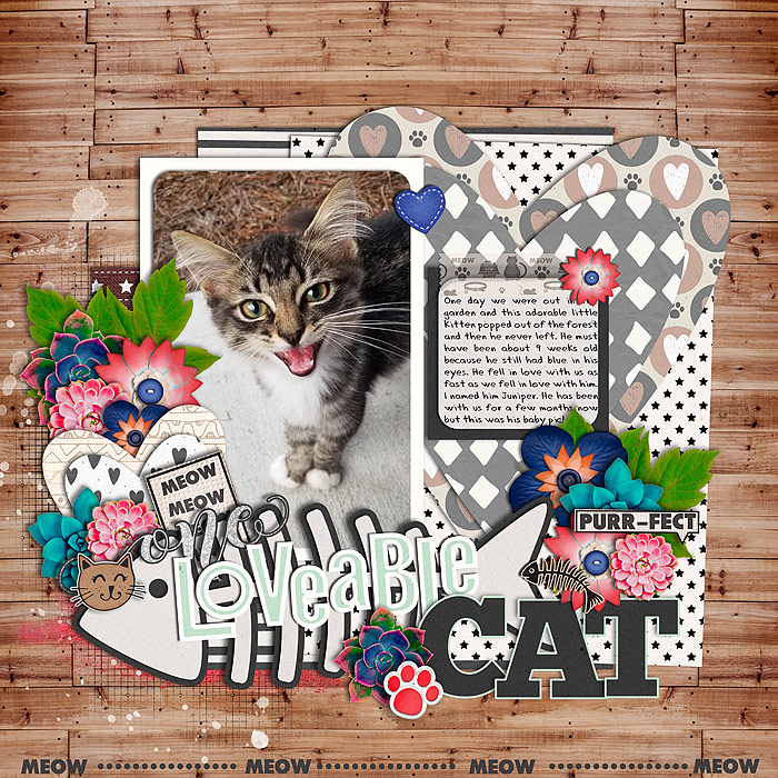 One Loveable Cat