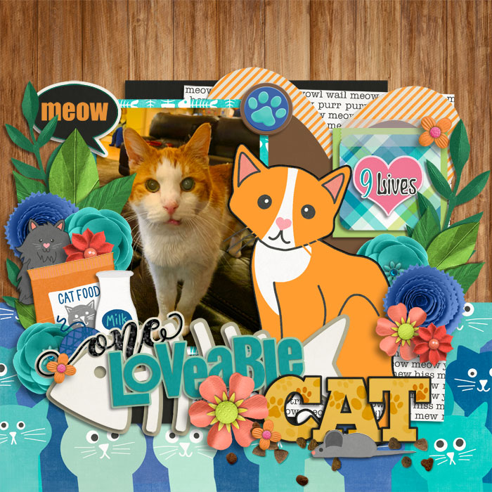 One Loveable Cat