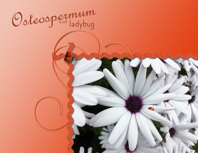 Osteospermum with Ladybug