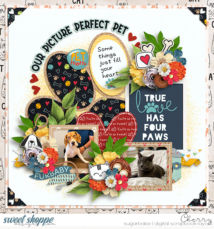 Our Picture Perfect Pet