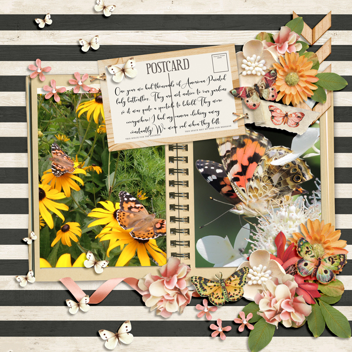 Painted lady butterflies