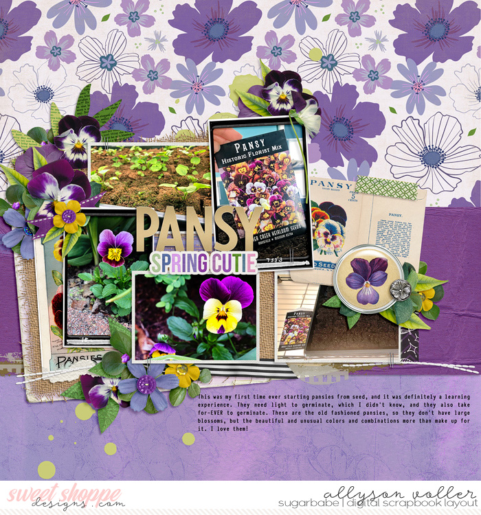 Pansy Spring Cutie