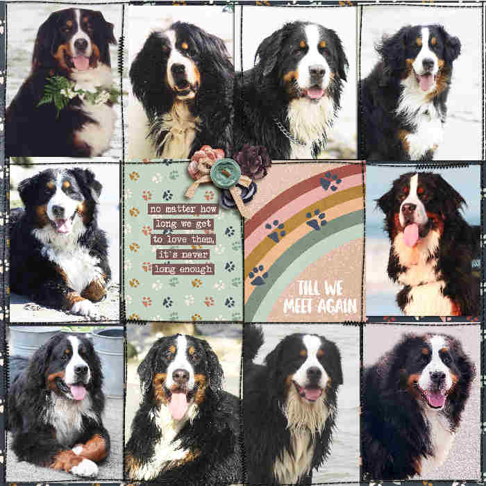 Pawprints to Heaven