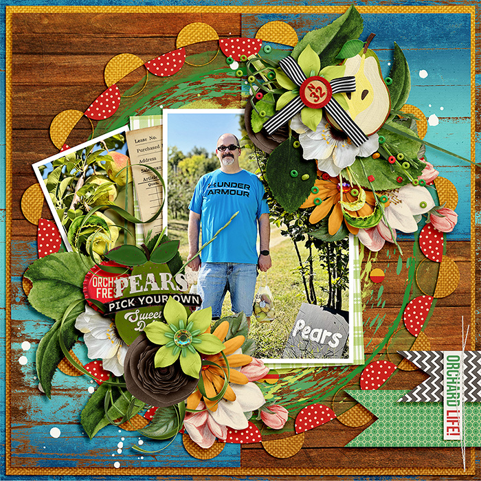 Pear Picking