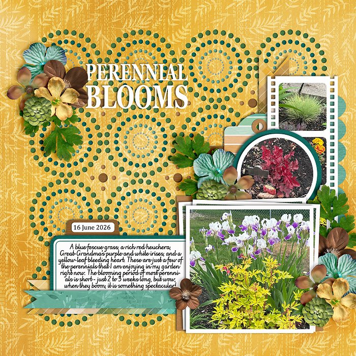 Perennial Blooms