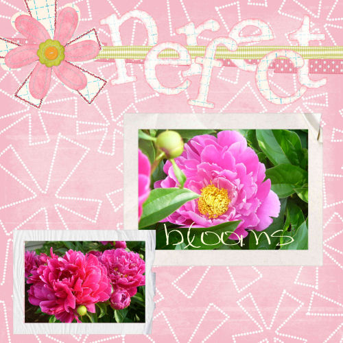 Perfect Blooms