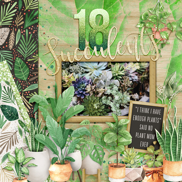 PGAD 2-12 - 18 Something (18 Succulents)