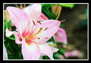 Photo Challenge-Nature