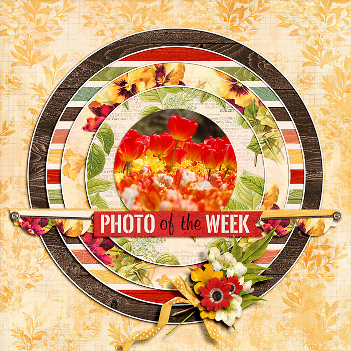Photo Of The Week