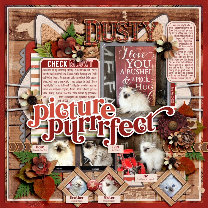 Picture Purrrfect:  Dusty