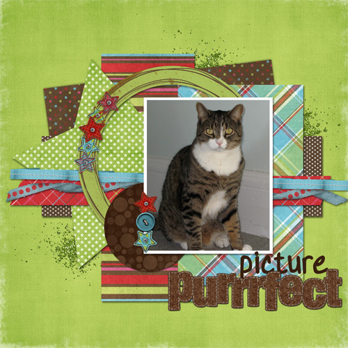 Picture Purrrfect