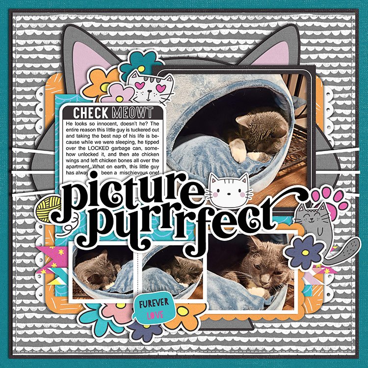 Picture Purrrfect