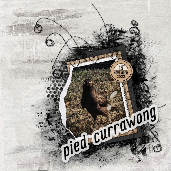 Pied Currawong