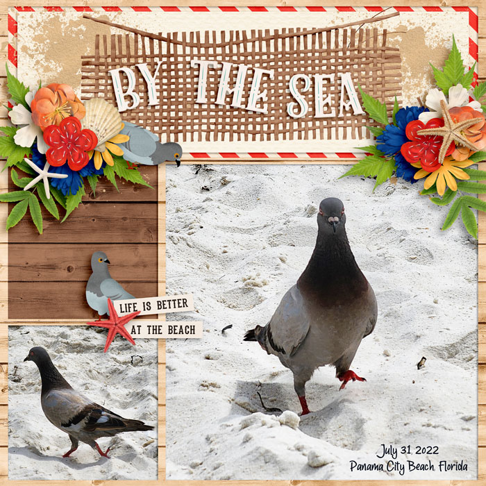 Pigeons on the Beach 22