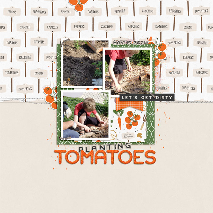 Planting Tomatoes