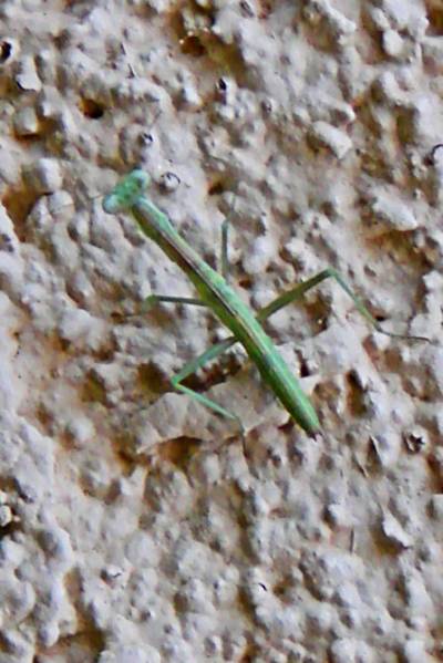 Praying Mantis