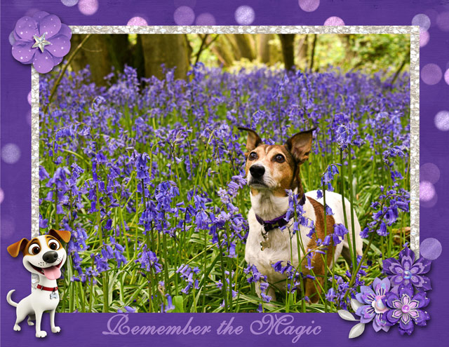 PROVENCE - Remember the Magic