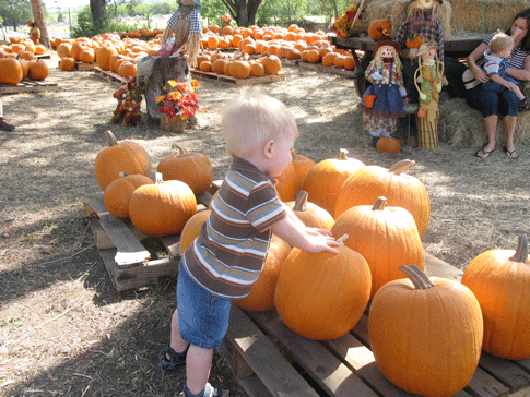 Pumpkin Pickin'