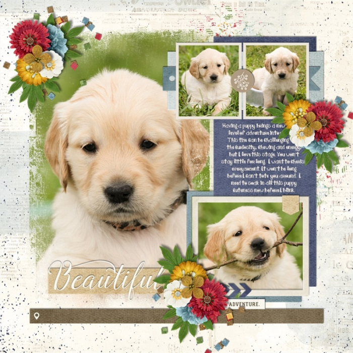 Puppy_Adventures