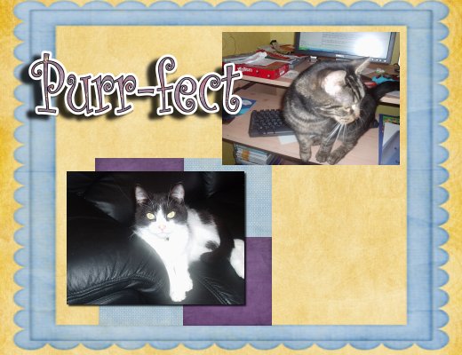 purrfect