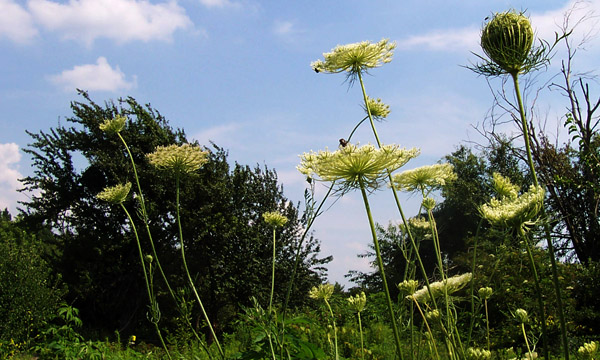 queen's anne lace-improved
