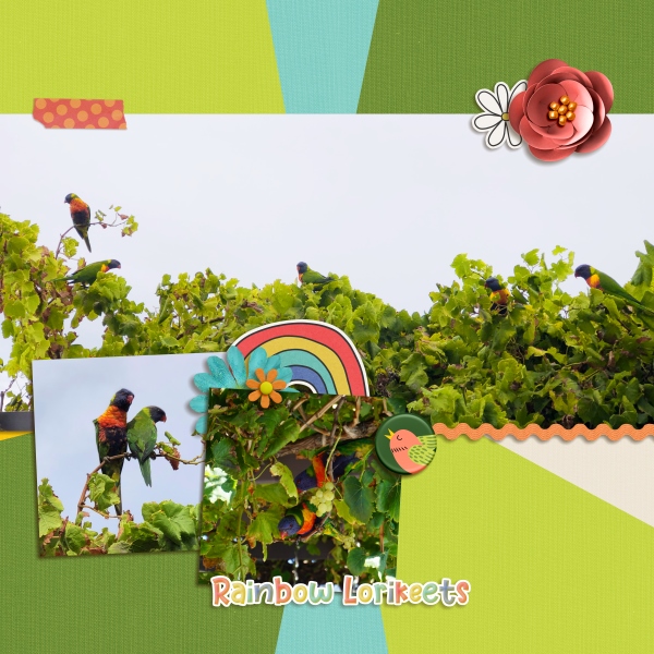 Rainbow lorikeets
