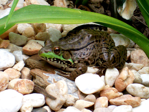 Ribbit Ribbit