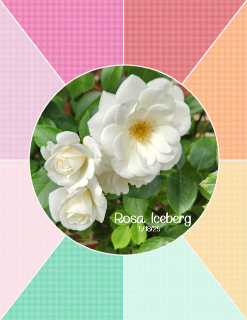 Rosa Iceberg