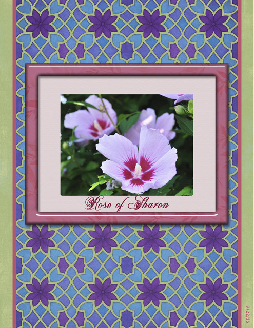 Rose of Sharon