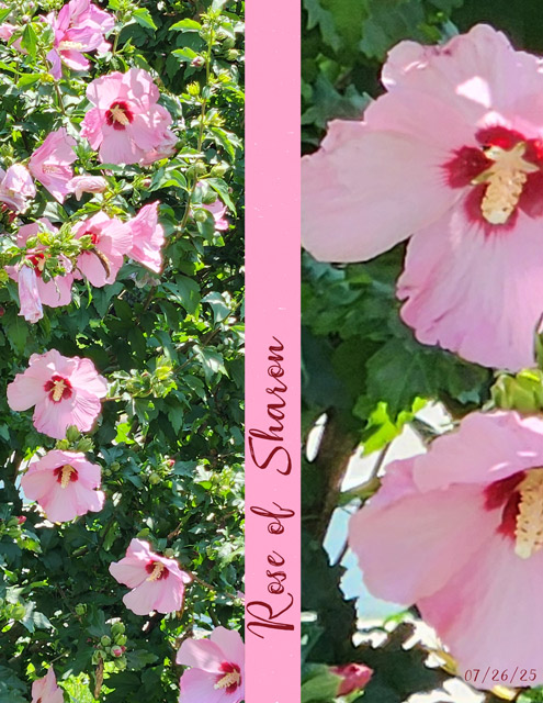 Rose of Sharon