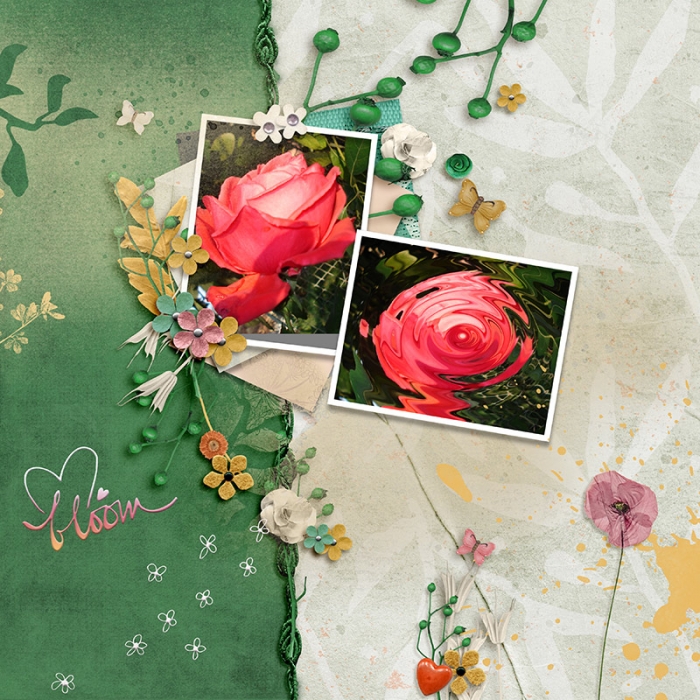 Rose